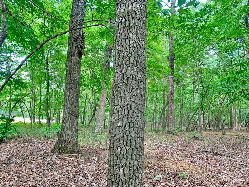 2334 Jackson Road Pilot Mountain, NC 27041 - Photo 9 of 14 Well maintained woodlot