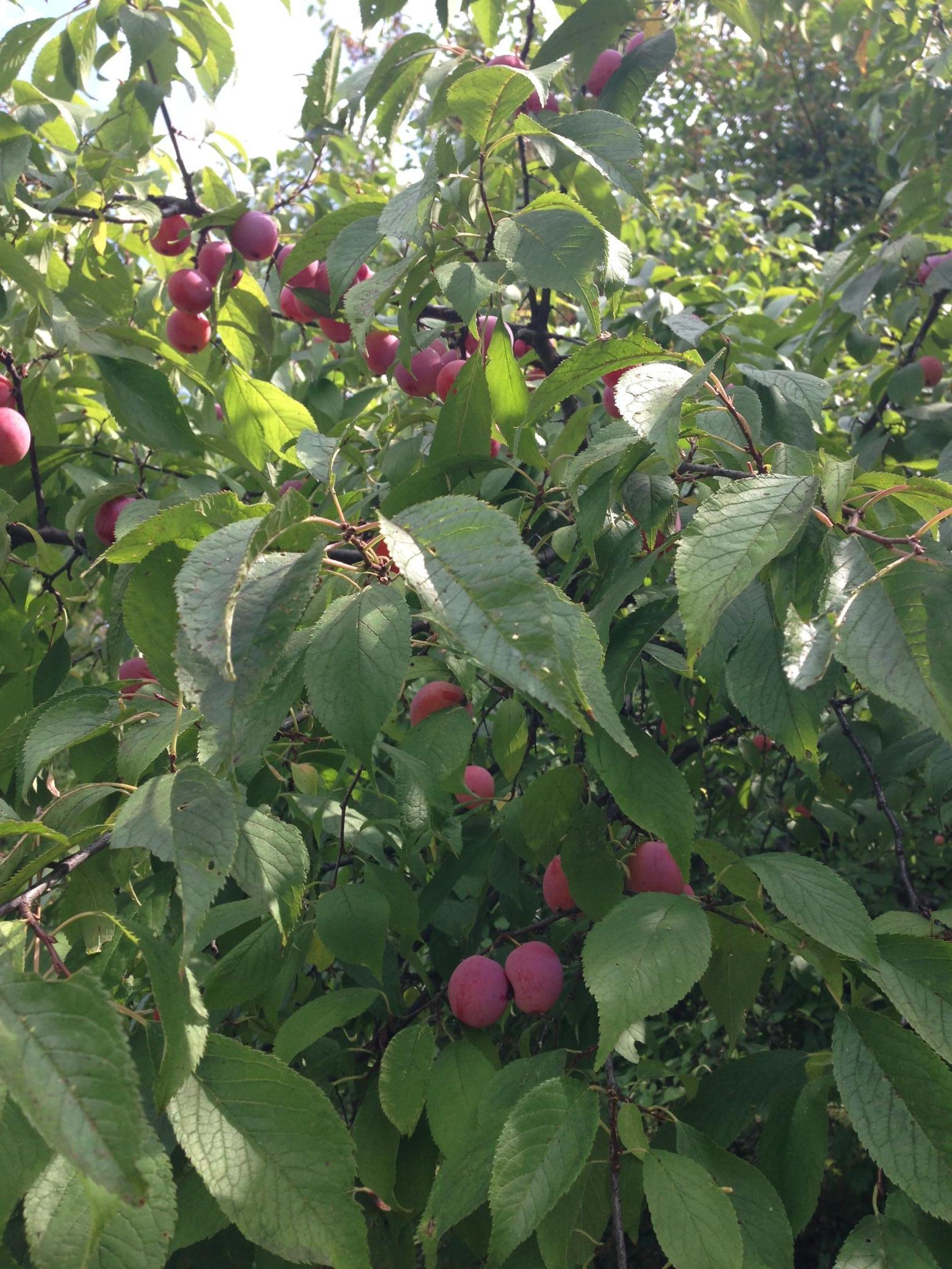 15126 Tumuli Road Dalton, MN 56324 - Photo 84 of 90