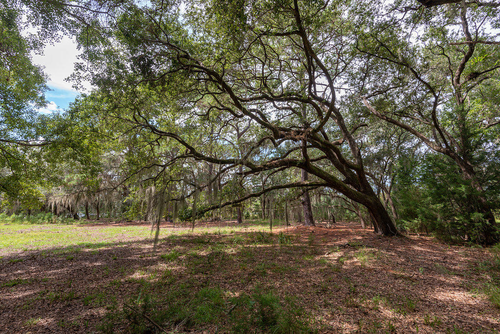 6534 Beagle Club Road Meggett, SC 29449 - Photo 13 of 46 6534BeagleClubRoad-15