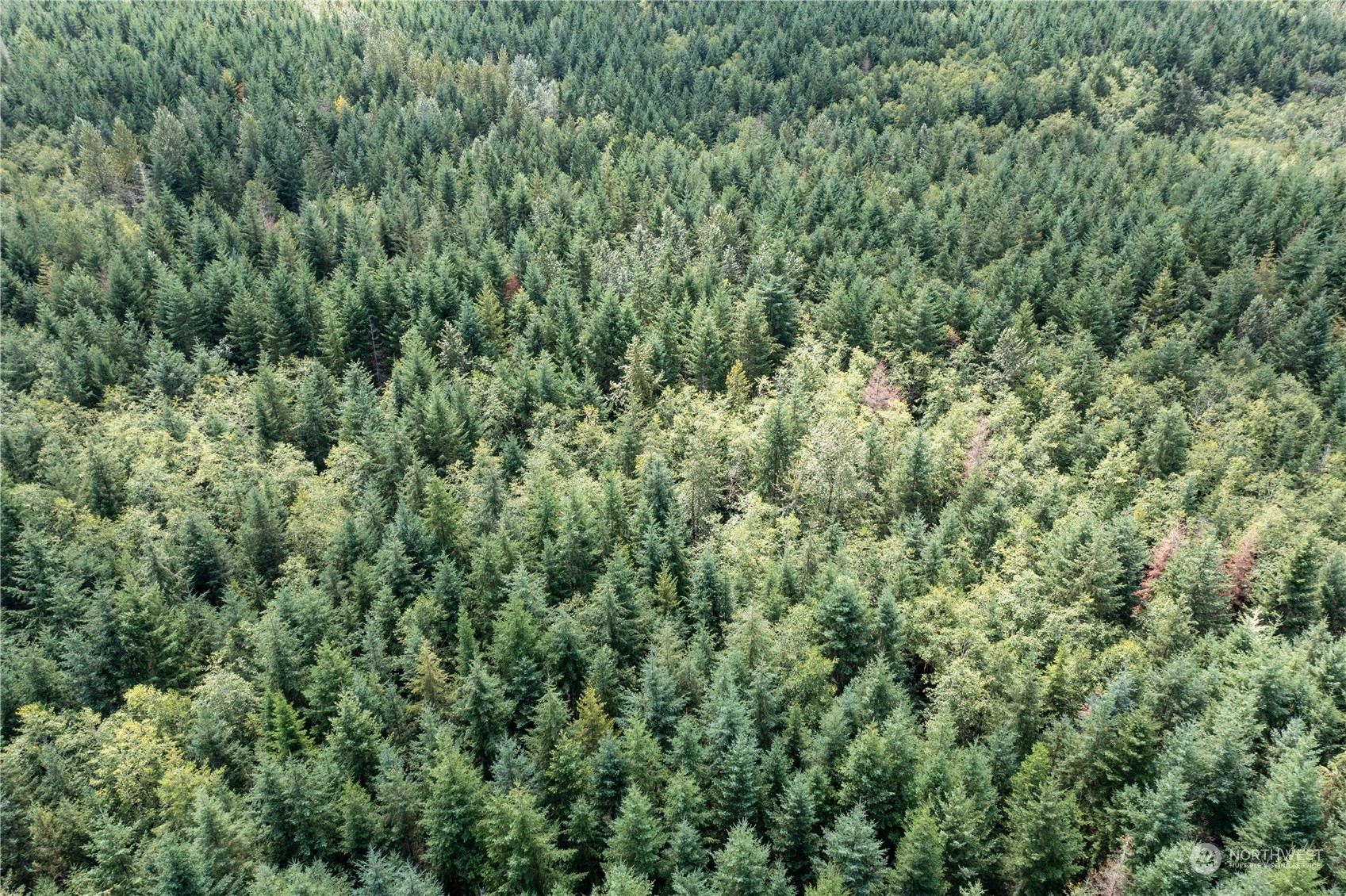 0 Centralia Alpha Road Onalaska, WA 98570 - Photo 4 of 11 an aerial view of residential house with outdoor space and trees all around