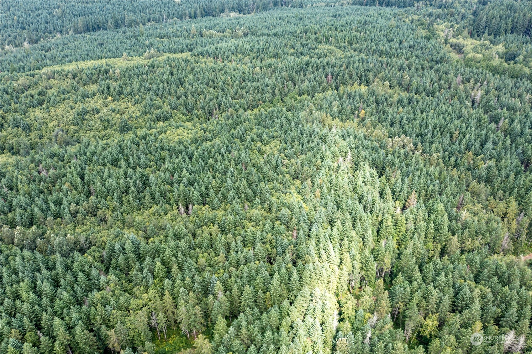 0 Centralia Alpha Road Onalaska, WA 98570 - Photo 6 of 11 a view of a lush green field