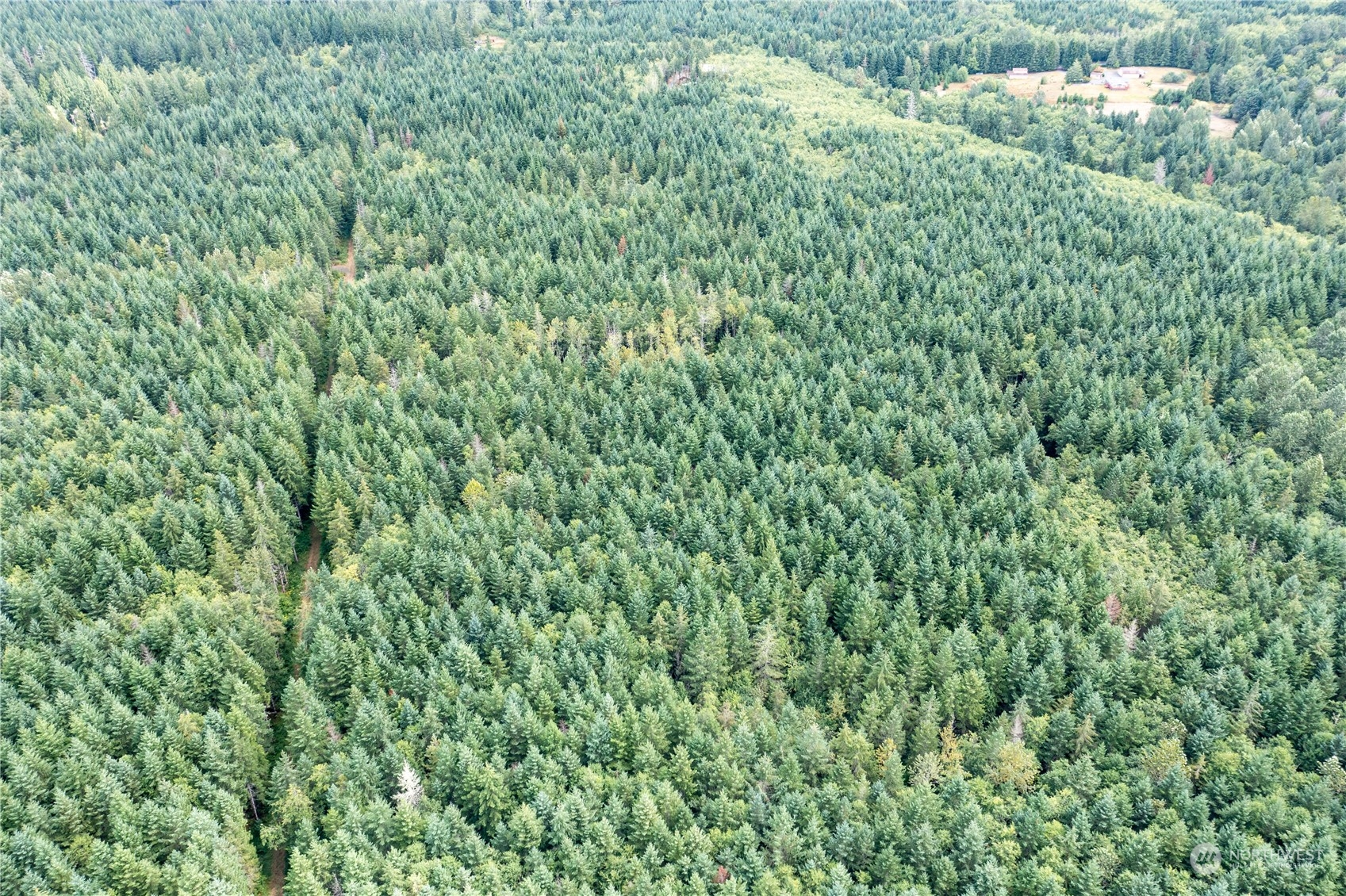 0 Centralia Alpha Road Onalaska, WA 98570 - Photo 7 of 11 a view of a lush green forest