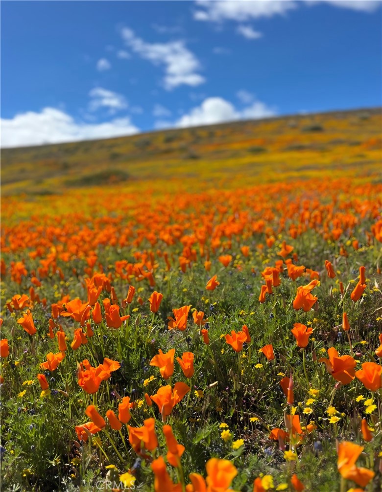 49645 3 Points Road Lancaster, CA 93536 - Photo 14 of 14 California poppy reserve