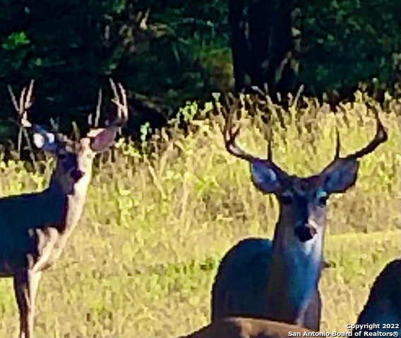 889 Long Meadow Spring Branch, TX 78070 - Photo 16 of 17 a view of a fountain