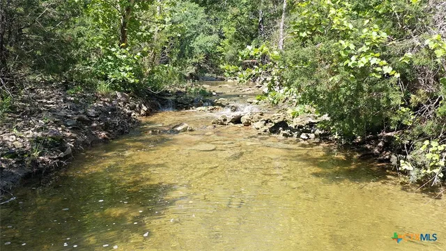a view of a tree in a forest