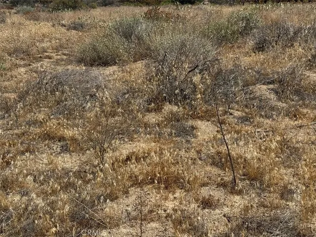 a view of a dry yard