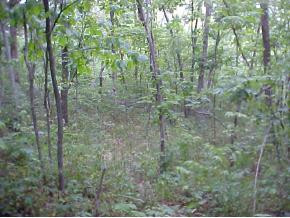 1870 Dodd Branch Road Greeneville, TN 37743 - Photo 2 of 8 Photo 2