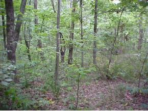 1870 Dodd Branch Road Greeneville, TN 37743 - Photo 4 of 8 Photo 4