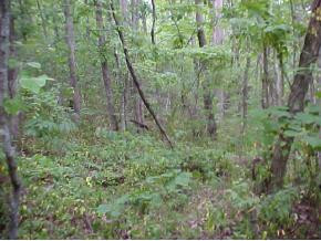1870 Dodd Branch Road Greeneville, TN 37743 - Photo 5 of 8 Photo 5
