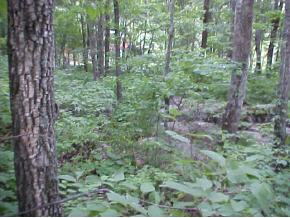 1870 Dodd Branch Road Greeneville, TN 37743 - Photo 7 of 8 Photo 7