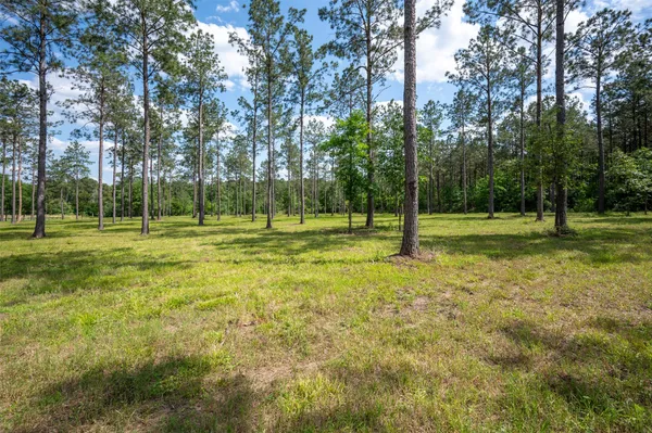 a view of a street with a tree