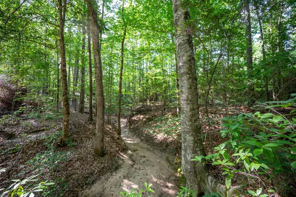 a view of a forest that has large trees