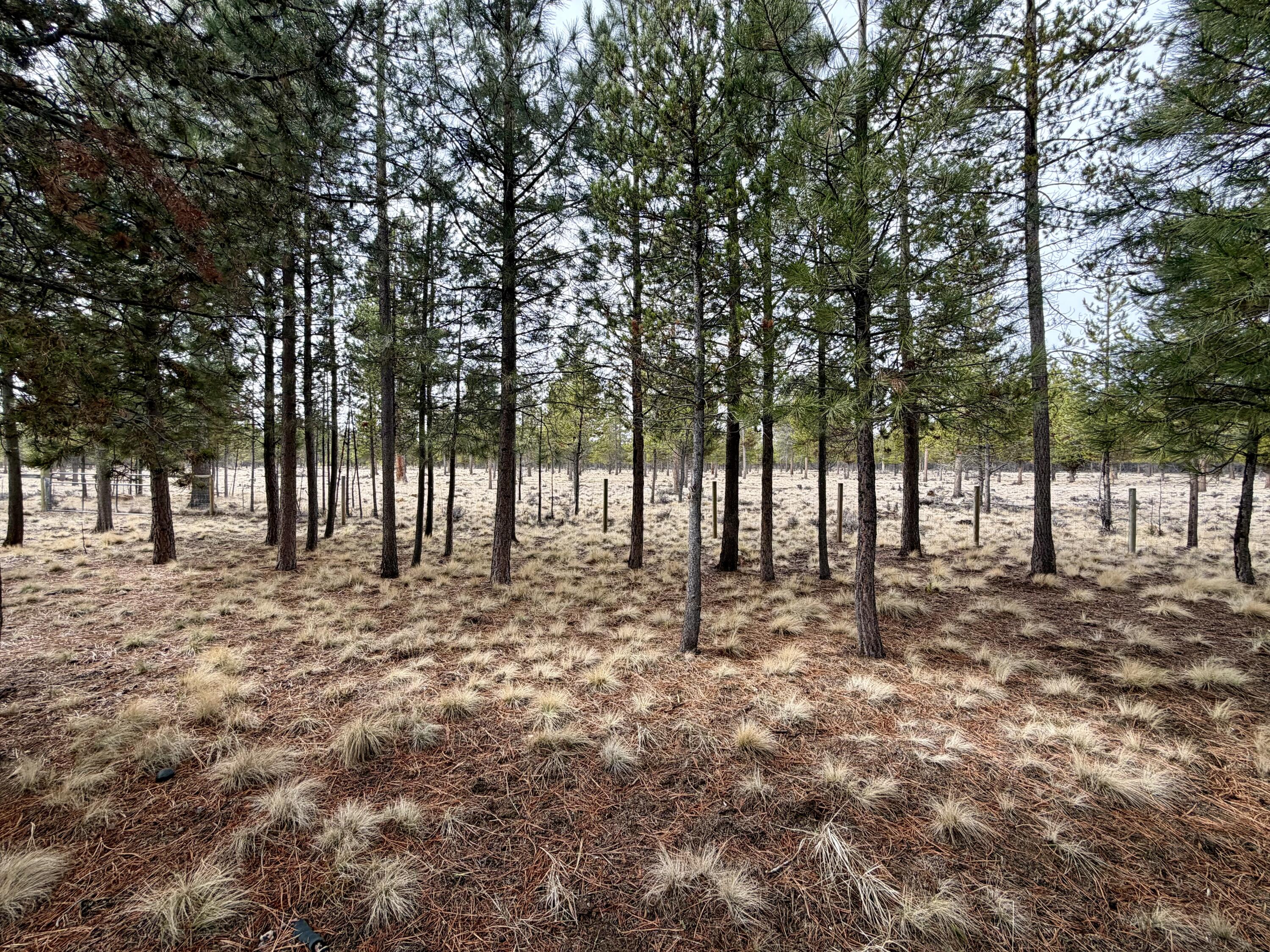 52495 Lost Ponderosa Road La Pine, OR 97739 - Photo 31 of 32 IMG_0659