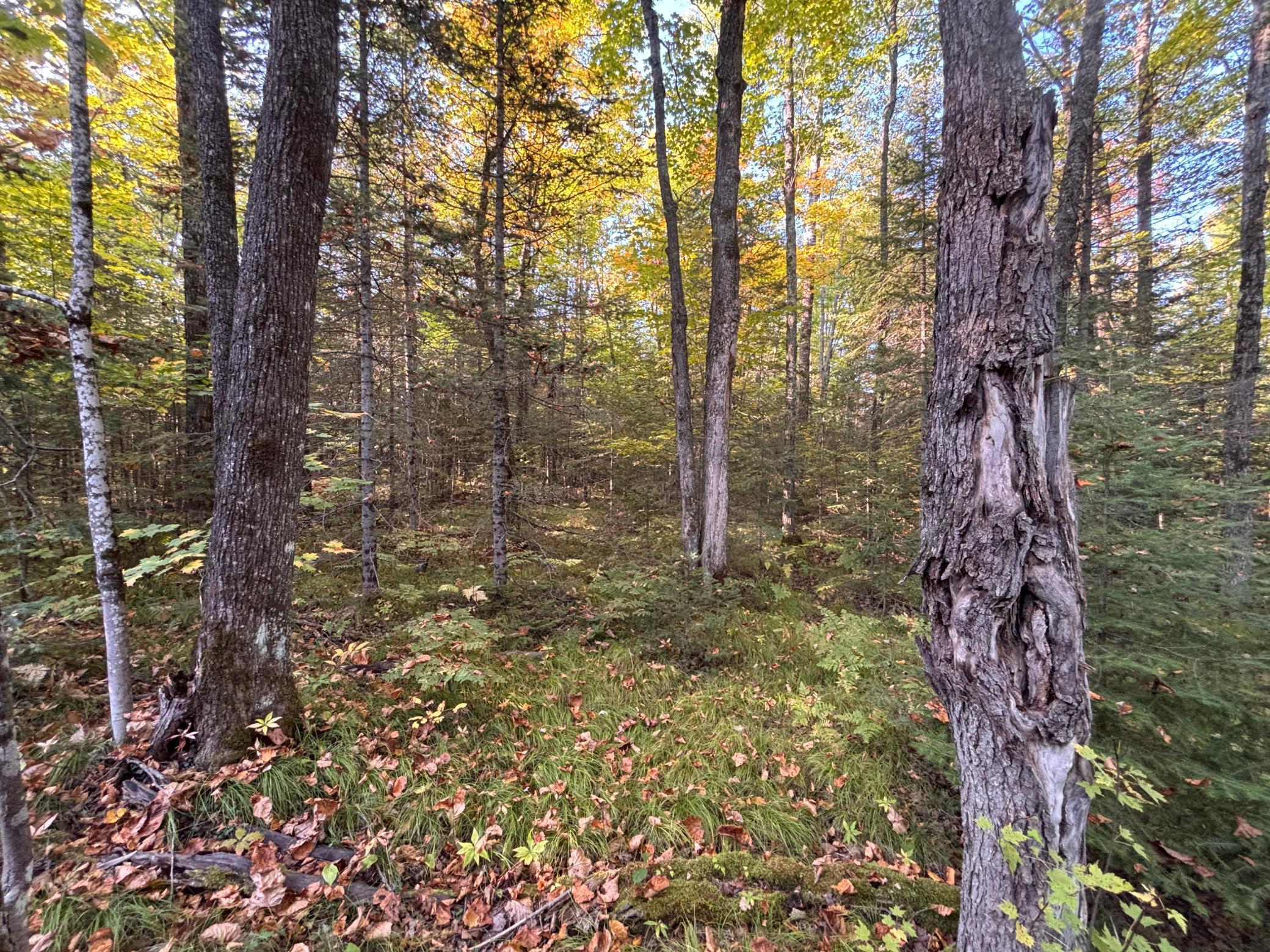 445-xx Club Lake Road Cable, WI 54821 - Photo 1 of 13