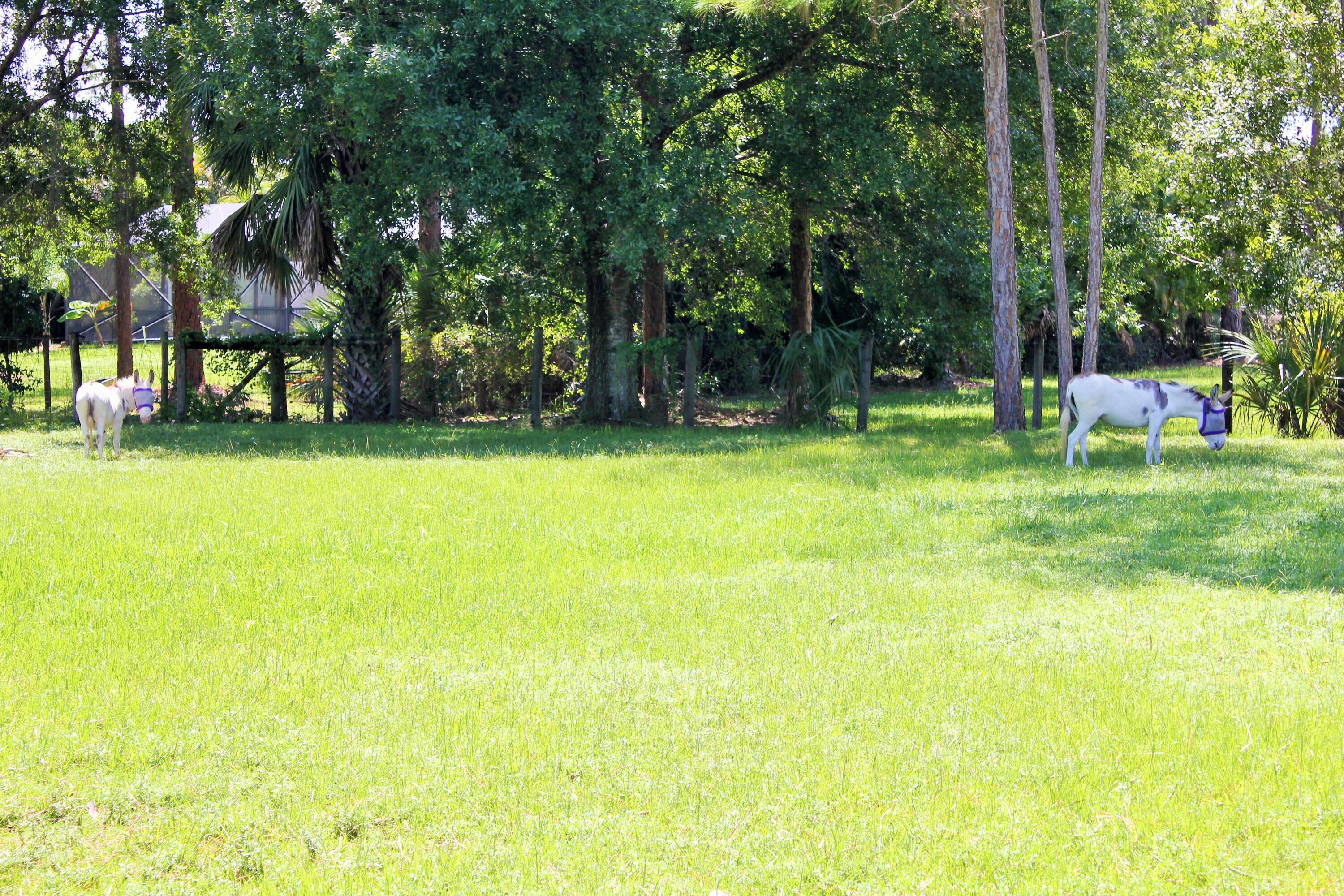 11667 165th Road North Jupiter, FL 33478 - Photo 30 of 57 Paddock