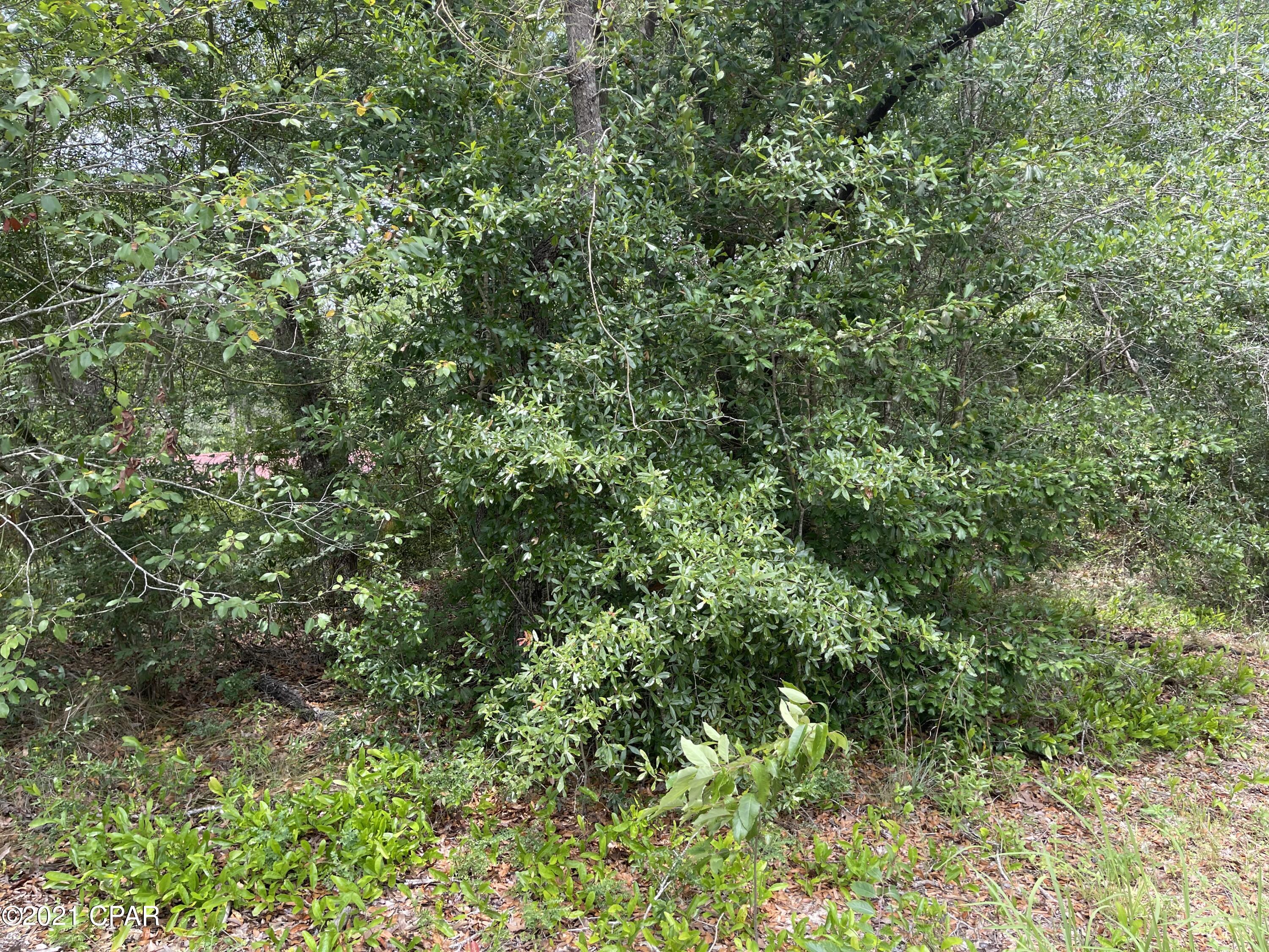 0 Mosquito Road Chipley, FL 32428 - Photo 6 of 8 Gallery Image 6