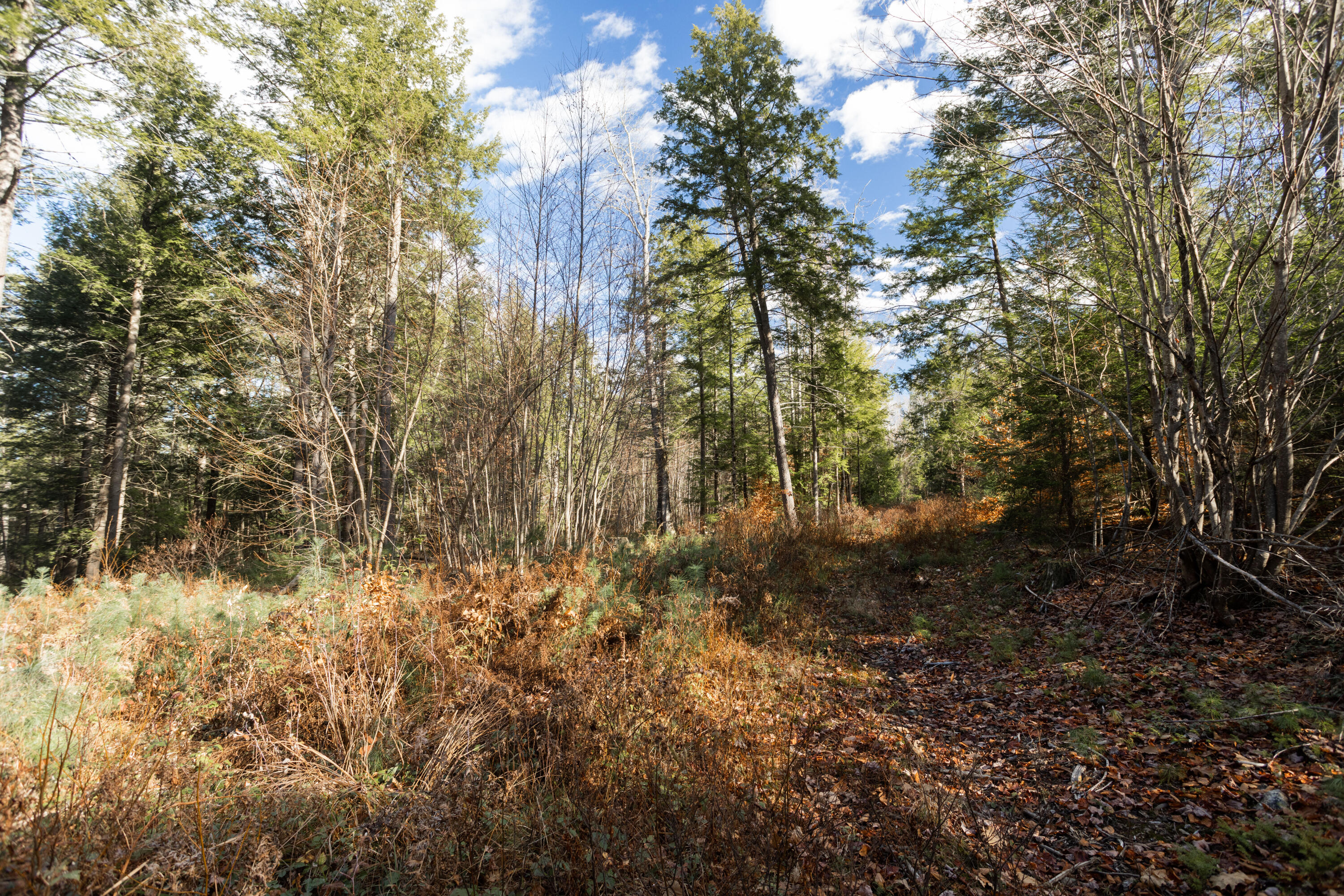 Tbd Tbd Branch View Terrace, Unit LOT 8 Alfred, ME 04002 - Photo 9 of 24 williams_realty_partners_Alfred_Land_001