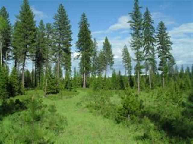 Xxx Springdale-Hunters Road Springdale, WA 99173 - Photo 18 of 19