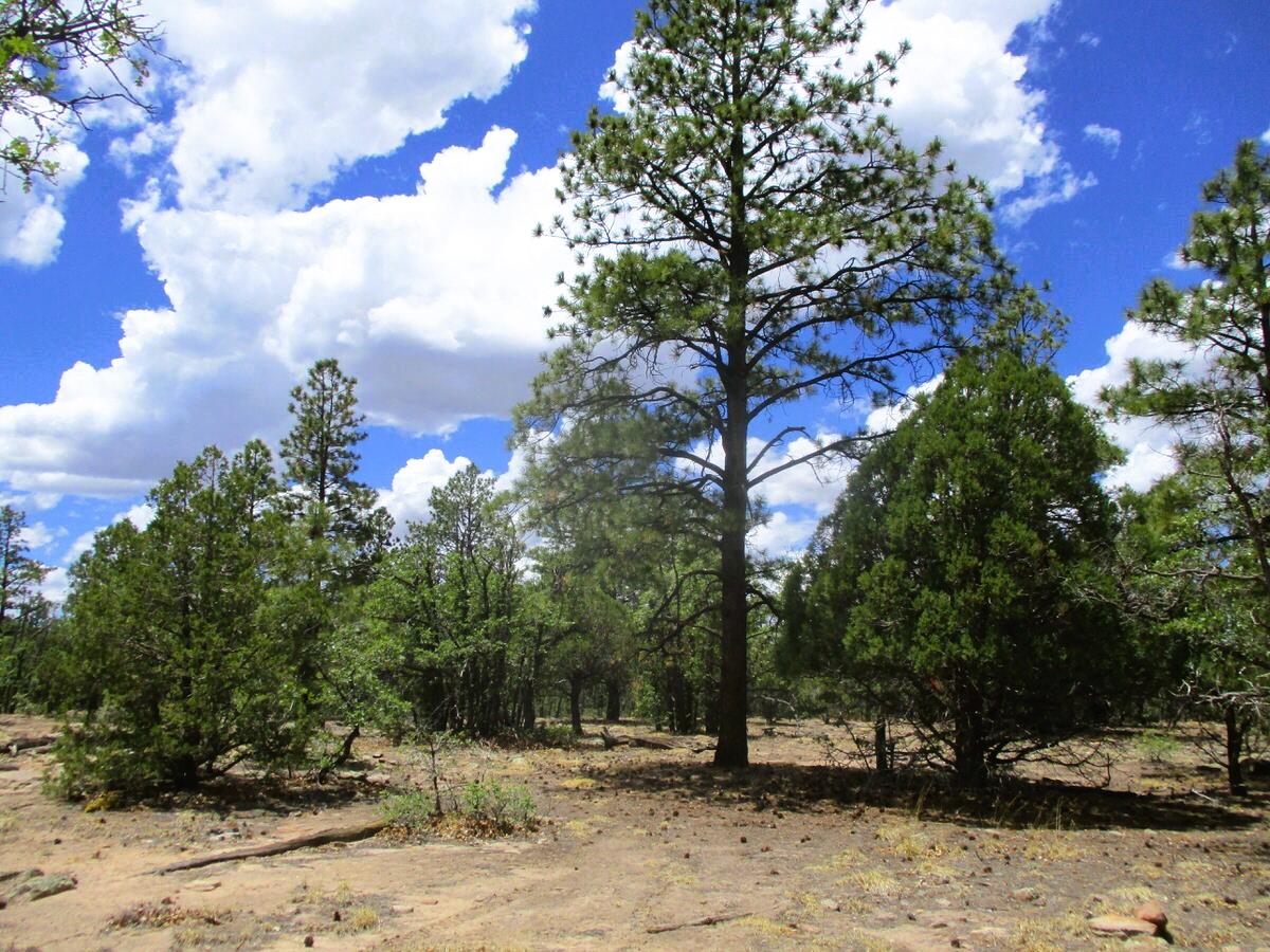 157 Forest Road Ramah, NM 87321 - Photo 47 of 71 Gallery Image 47