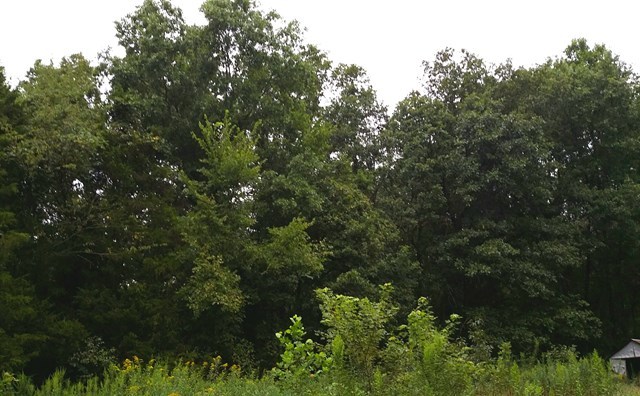 166 County Road Auxvasse, MO 65231 - Photo 26 of 27