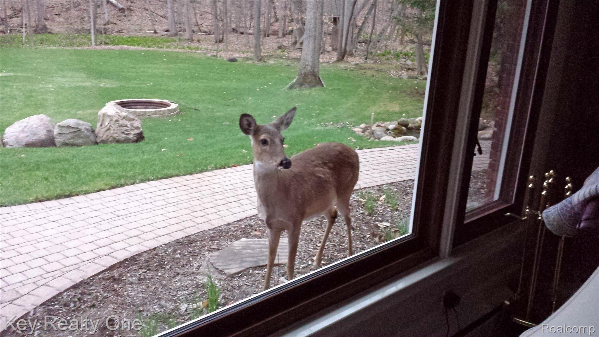 1177 Mill Valley Street Rochester, MI 48306 - Photo 27 of 28 Peeping Fawn.jpg