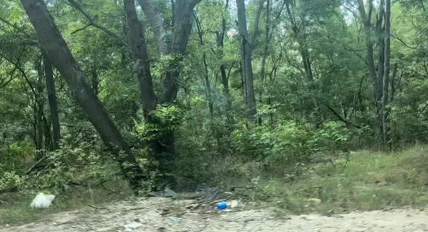 a view of a forest with lots of trees