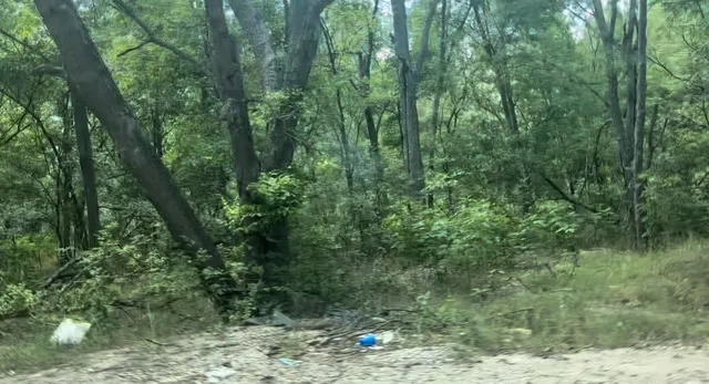 a view of a forest with lots of trees