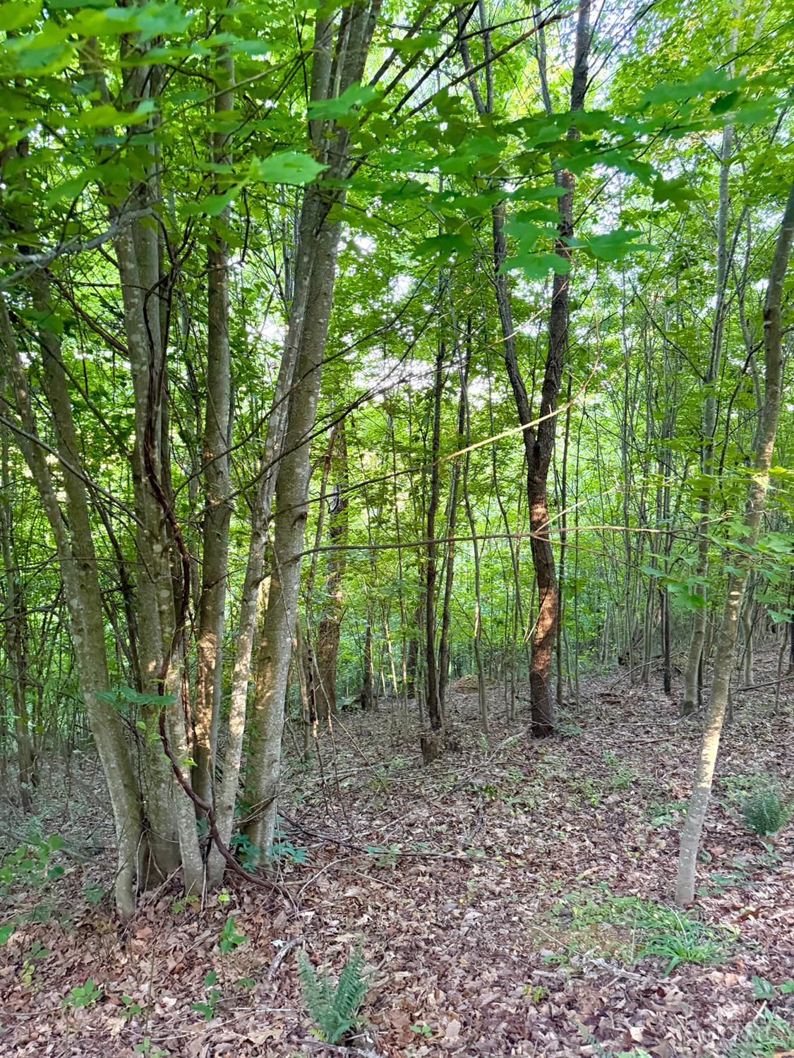 0 Lick Run-Lyra Road South Webster, OH 45682 - Photo 43 of 99 Gallery Image 43