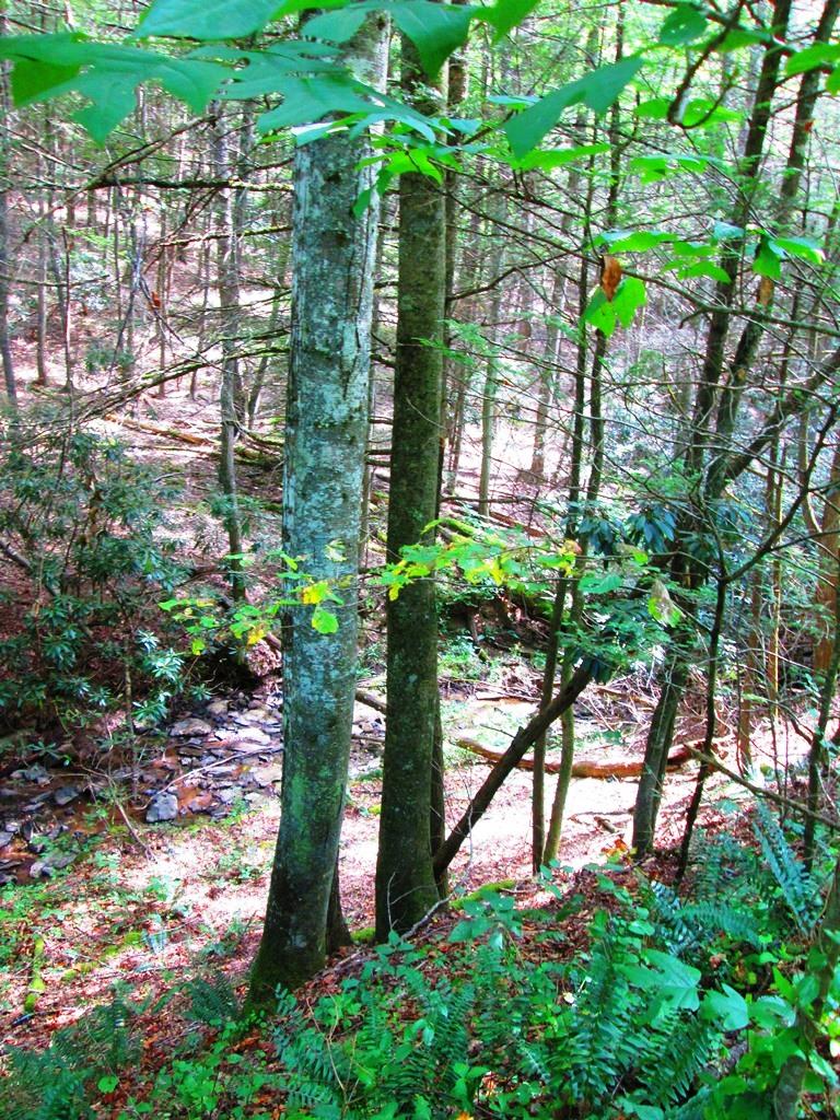Mcclung Road Ronceverte, WV 24970 - Photo 12 of 51 Gallery Image 12