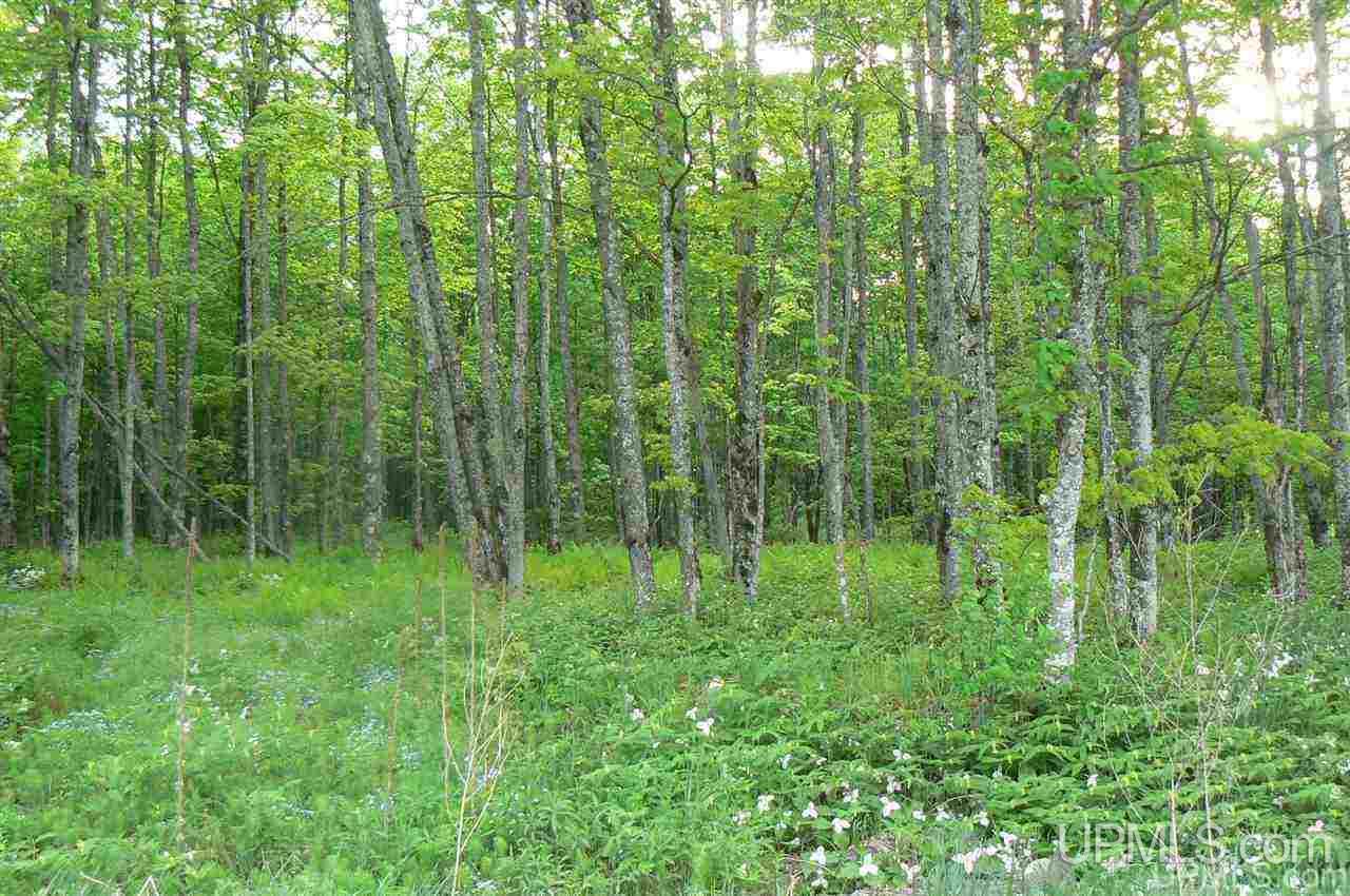 Tbd Benson 53 Acres Road Chatham, MI 49816 - Photo 5 of 10