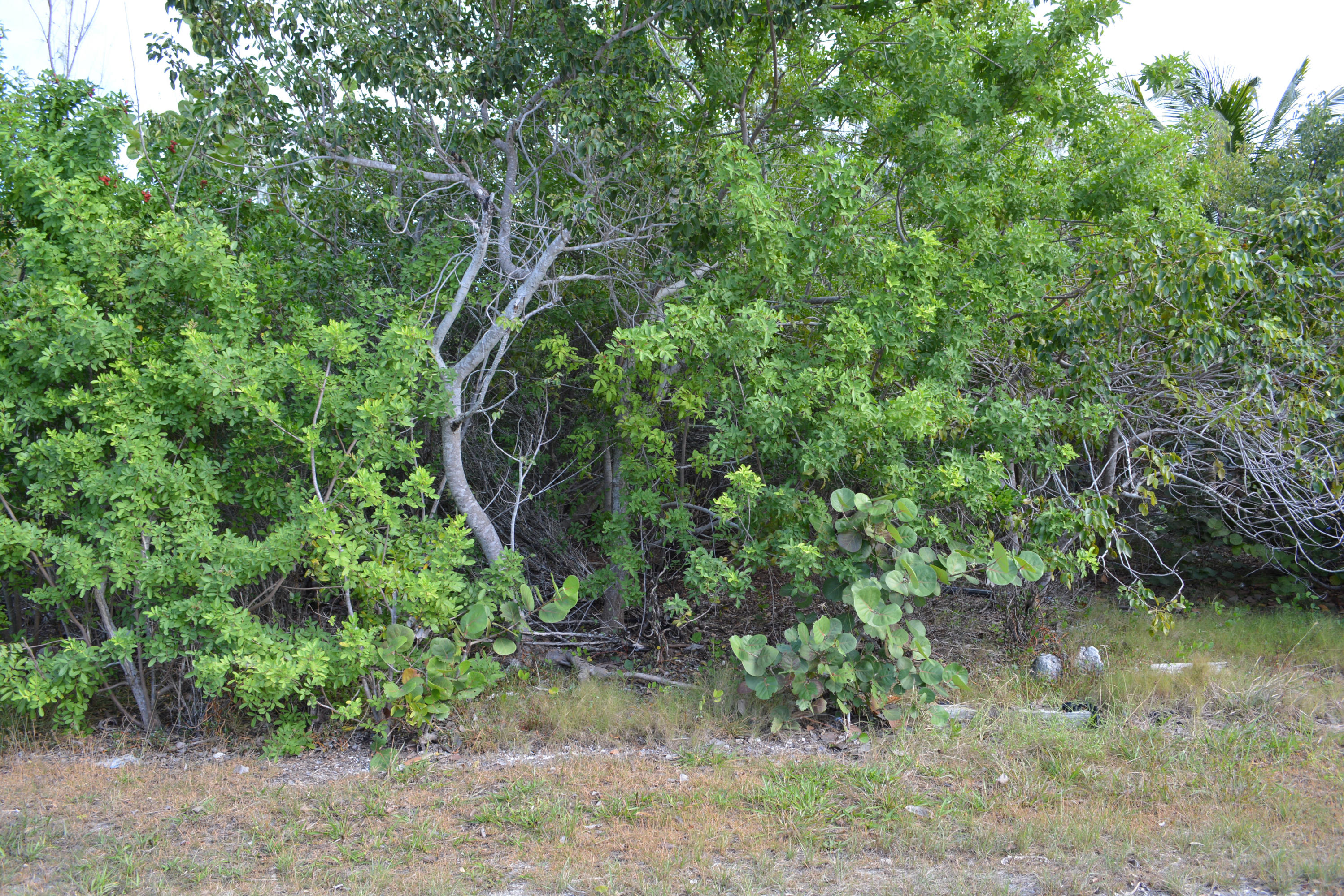 Lobstertail Road Big Pine Key, FL 33043 - Photo 2 of 3 DSC_0107