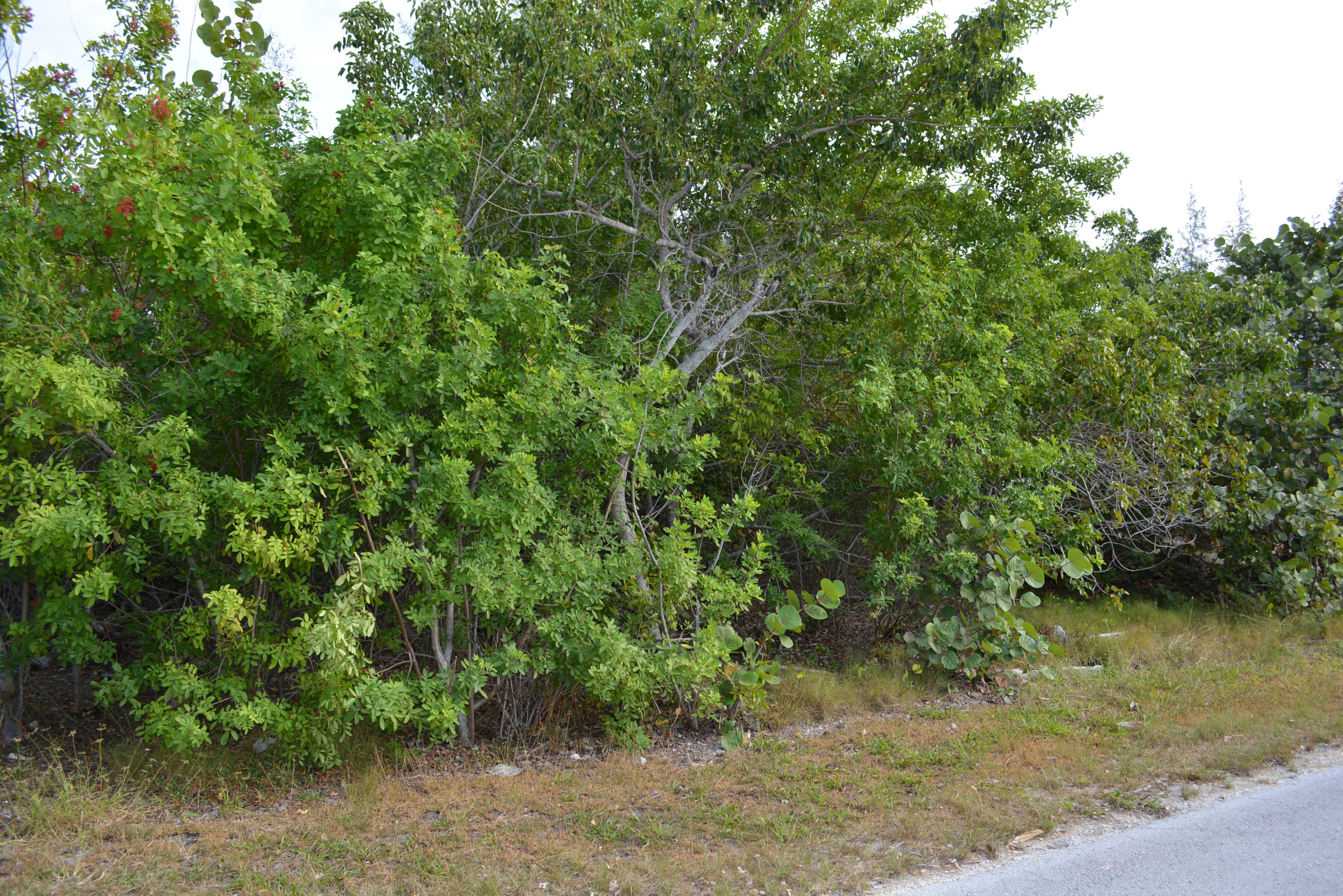 Lobstertail Road Big Pine Key, FL 33043 - Photo 3 of 3 DSC_0113
