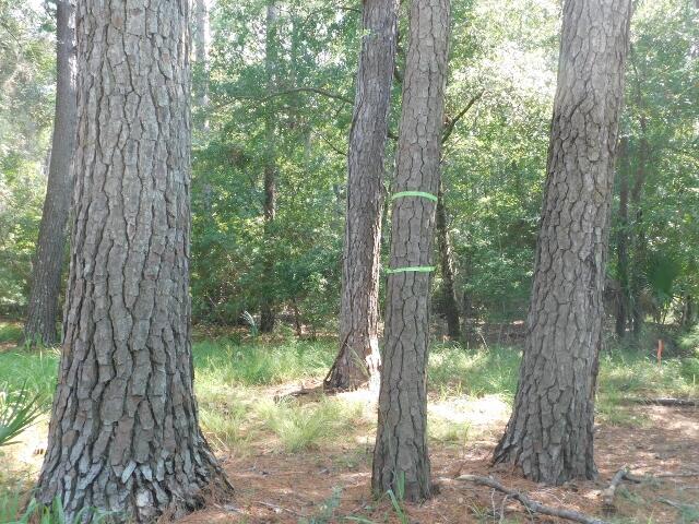 8662 Palmetto Road Edisto Island, SC 29438 - Photo 8 of 8 DSCN2933 (640x480)