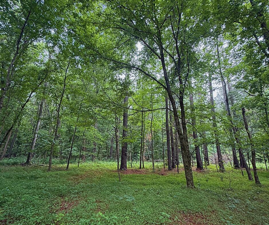 110 County Road Houston, MS 38851 - Photo 4 of 25 Gallery Image 4