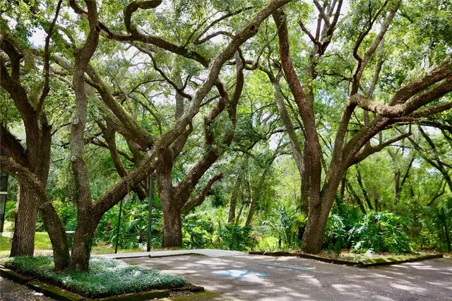 a view of tree next to a road