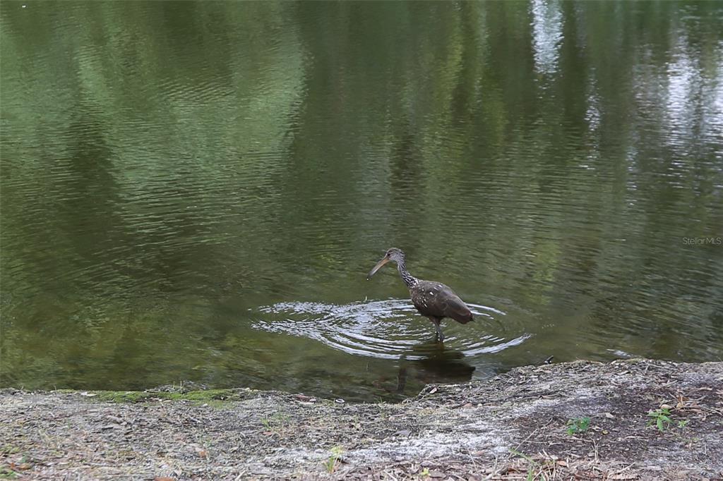 11702 Raintree Village Boulevard, Unit B Temple Terrace, FL 33617 - Photo 37 of 38 a close up of a sink in a bathroom