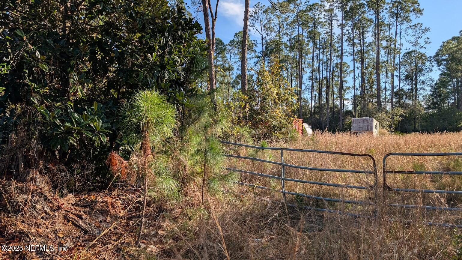 113 White Pine Georgetown, FL 32139 - Photo 7 of 11 7 Big Magnolia
