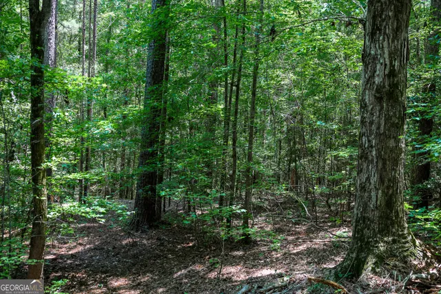 a view of a forest filled with trees