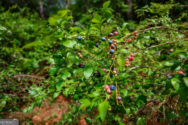 a view of flowers in bunch
