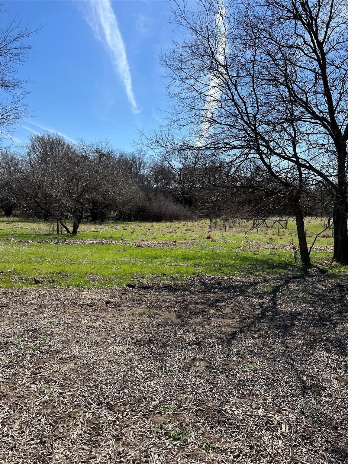 a view of a park with large trees