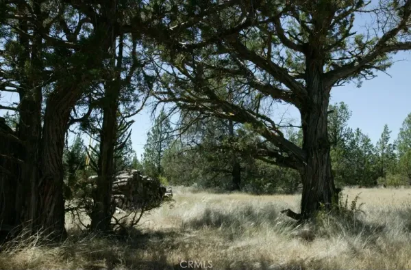 a view of a tree in a field of a house