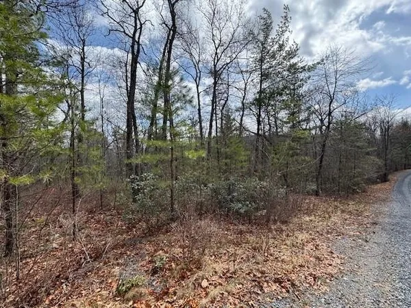 a view of a forest with trees