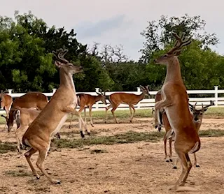 $515,000 | 137 Hill Drive, Granite Shoals, TX 78654