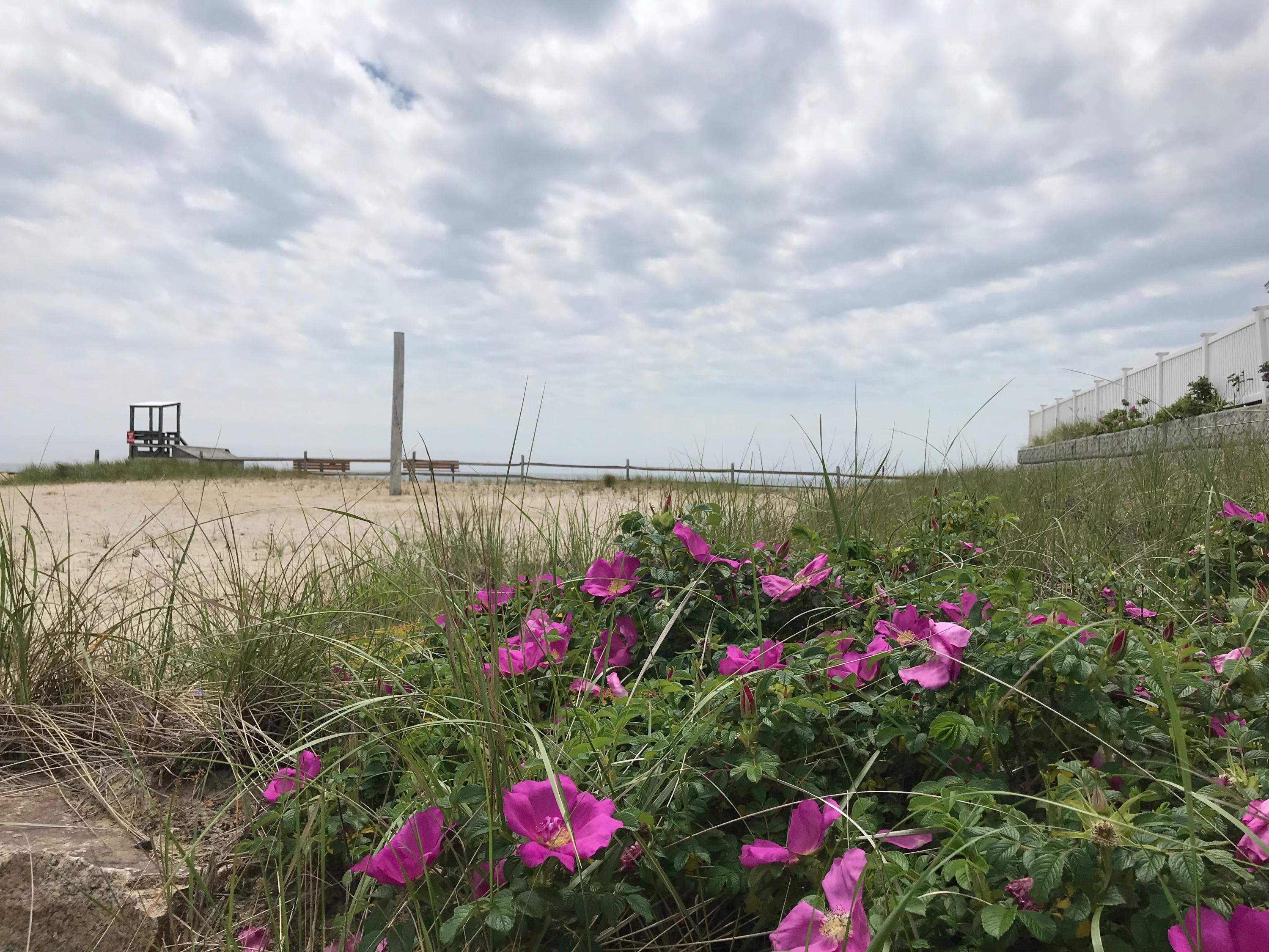 49 Lower County Road, Unit U 7 Dennis Port, MA 02639 - Photo 14 of 23 a view of a flower next to a lake