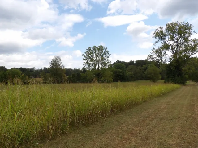 a view of a lake in middle of forest