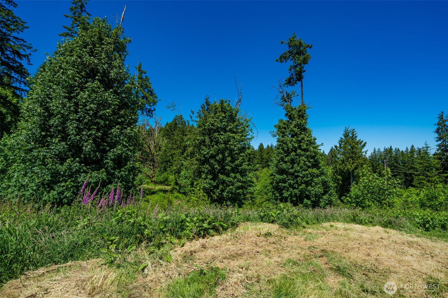 0 South Silver Lake Road Castle Rock, WA 98611 - Photo 5 of 18