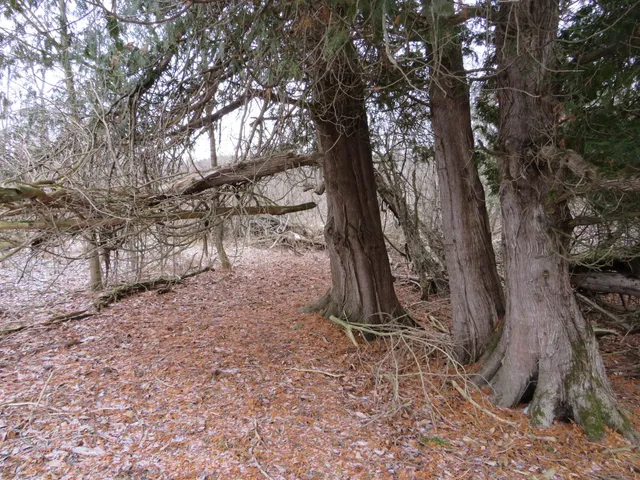 $79,000 | Jefferson Road, Morley, MI 49336