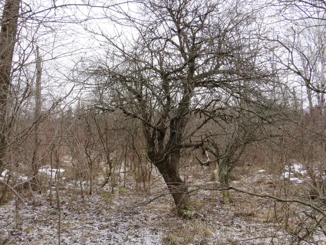 $79,000 | Jefferson Road, Morley, MI 49336