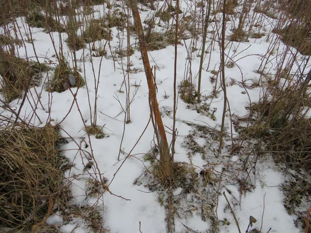 $79,000 | Jefferson Road, Morley, MI 49336