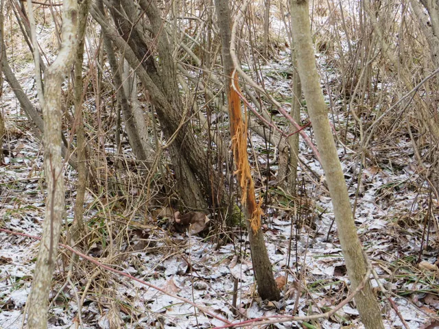 $79,000 | Jefferson Road, Morley, MI 49336